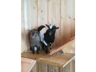 Unsere Minizwergziegen Susi und Strolchi