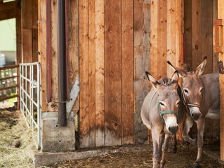 Jaqueline und Apollo