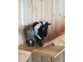 Unsere Minizwergziegen Susi und Strolchi