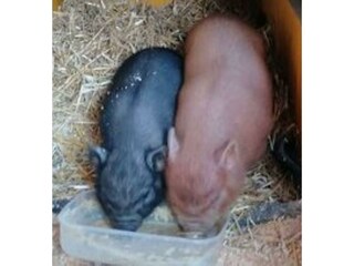 Elvis und Priscilla als Baby