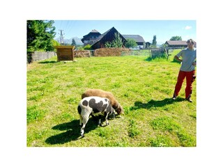 Schafe auf der Weide