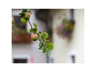 Apfel_Haus