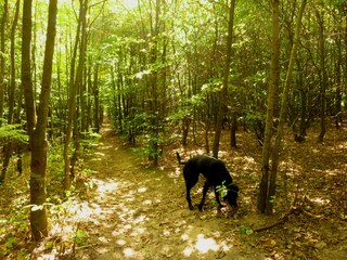 Small forest paths at Scharbeutz's dog park