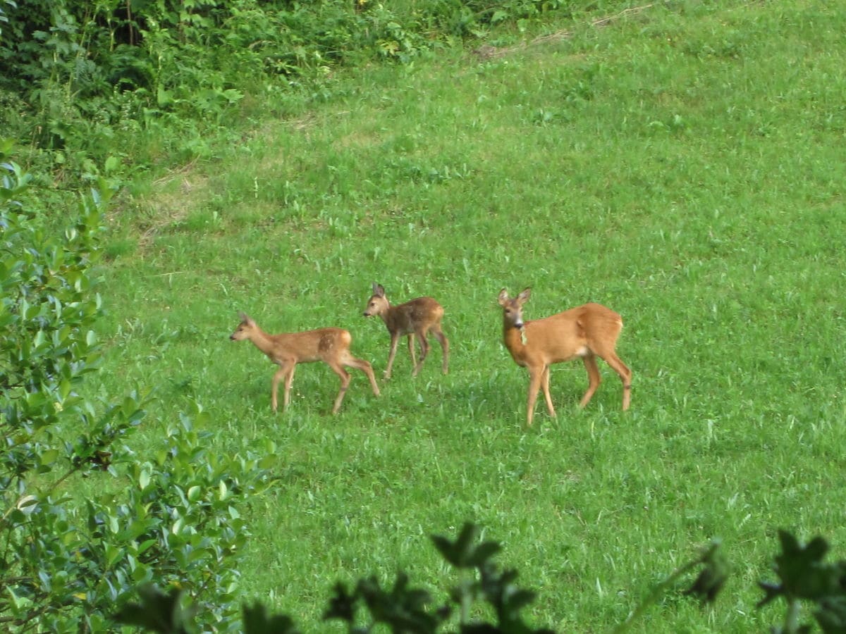 Blick vom Balkon