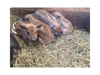 20229059_880856332061969_1482500577350338692_n