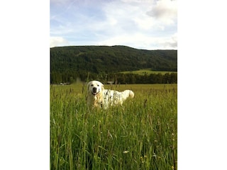 Hunde erlaubt