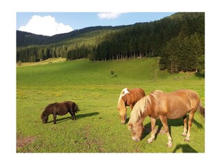 Wuschel, Saga und Judy