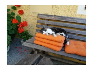 auch eine Katze braucht mal Ruhe