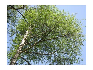 Lichtspenderin, die Birke im Garten