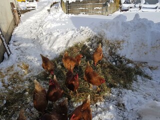 Hühner im Winterauslauf