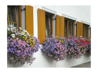 Blumenpracht