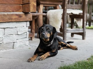 Hund