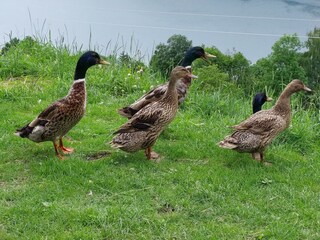Enten