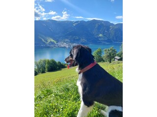 Hofhund Tina