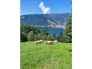 Kühe