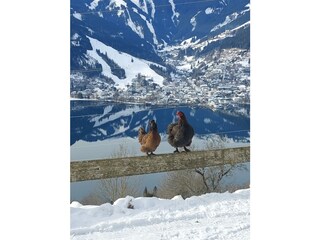 Hahn und Henne