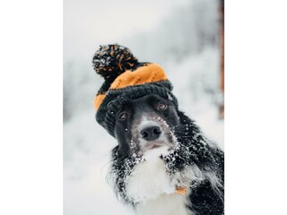 Urlaub mit Hund