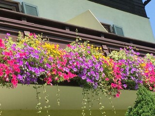 Balkonblumen