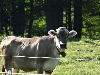 Appartamento per vacanze Reit im Winkl Ambiente 28