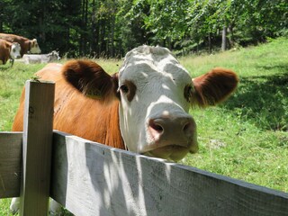 Appartement de vacances Aschau im Chiemgau Environnement 27
