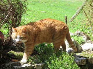 Vakantieappartement Aschau im Chiemgau Omgeving 22