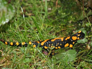 Vakantieappartement Aschau im Chiemgau Omgeving 24