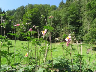 Holiday apartment Aschau im Chiemgau Outdoor Recording 16