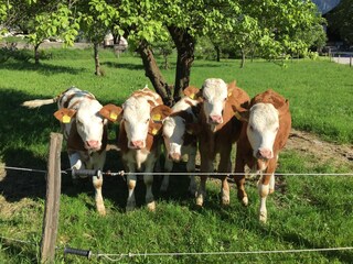 Appartamento per vacanze Aschau im Chiemgau Caratteristiche 27