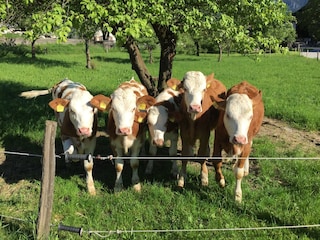 Vakantieappartement Aschau im Chiemgau Kenmerken 28