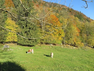 Appartement de vacances Aschau im Chiemgau  16