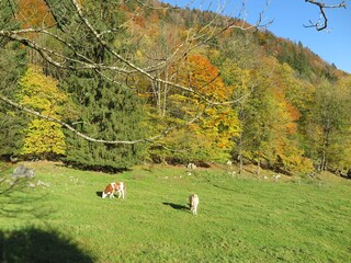 Vakantieappartement Aschau im Chiemgau Buitenaudio-opname 11