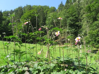 Holiday apartment Aschau im Chiemgau Features 16