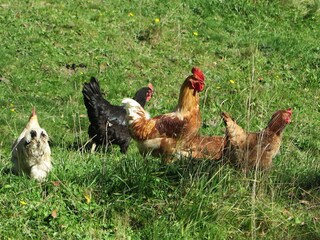 Appartamento per vacanze Aschau im Chiemgau Caratteristiche 29