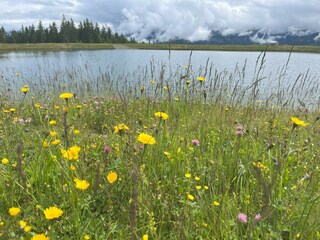 Speicherteich Blumen