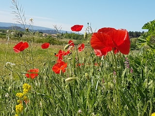 Vakantiehuis Saint-Saturnin-lès-Apt Omgeving 25