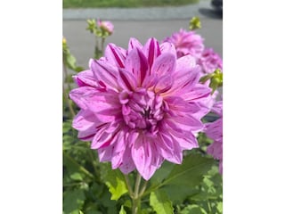 Dahlie