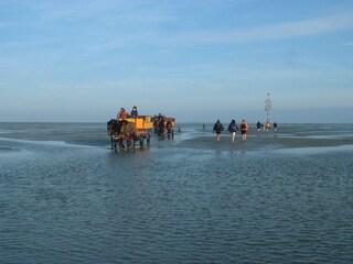 Romantic ride with the watt car to Neuwerk