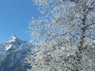 Moos mit Kitz Winter