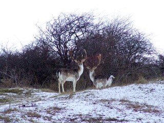 Appartamento per vacanze Oostkapelle Ambiente 17