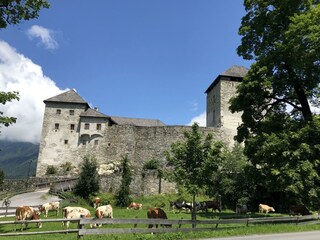 Burg Kaprun & Cows