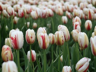 Bungalow Callantsoog Ambiente 21