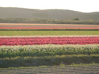 Bungalow Callantsoog Ambiente 18