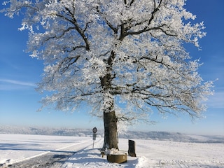 Winter in der Vulkaneifel