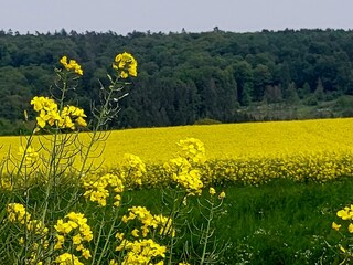 Sommer in der Vulkaneifel