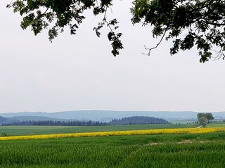 Rapsfeld Eifel