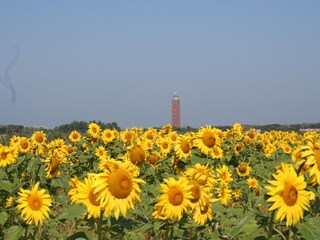 Sonnenblumen