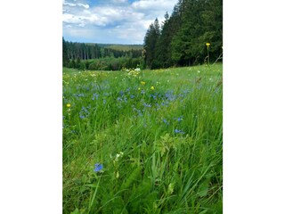 Casa per le vacanze Auerbach im Vogtland Registrazione all'aperto 5