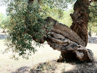 Casa per le vacanze Ostuni Ambiente 26