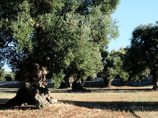 Casa per le vacanze Ostuni Ambiente 30