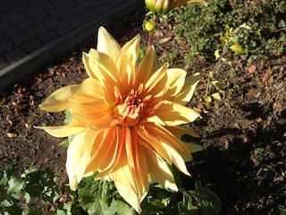 Wunderschöne Dahlie im Garten